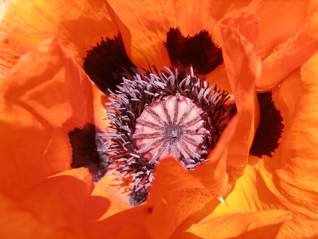 The Best Flowering Plants for Hanging Baskets